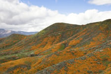 Superbloom 2019