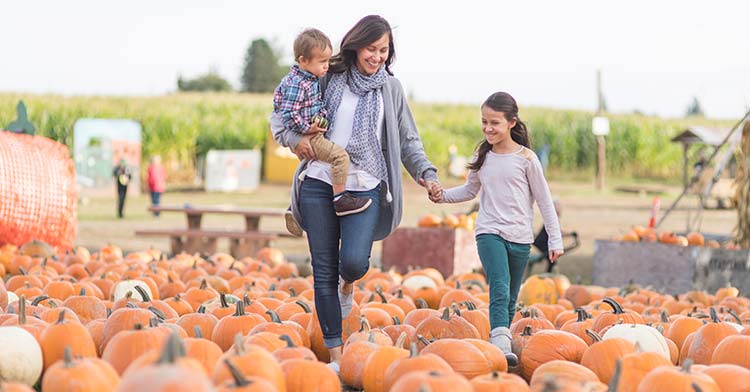 Pumpkin Patch